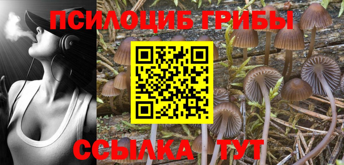 как найти наркотики  Вход с VPN  Бийск  Псилоцибиновые грибы Psilocybine cubensis 